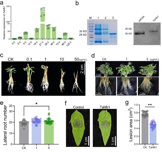 英国威廉希尔公司