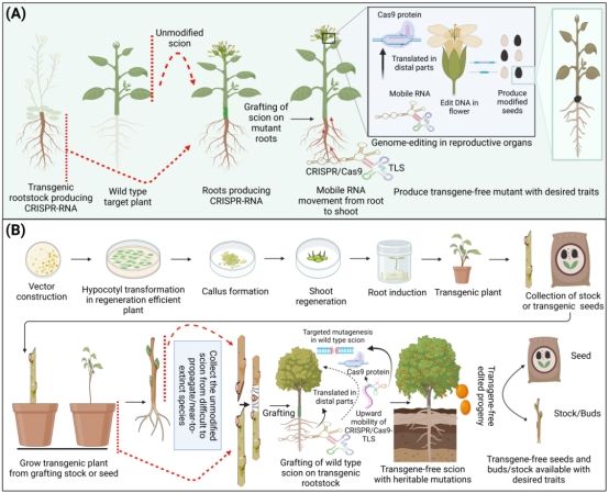 英国威廉希尔公司